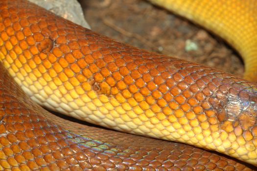White-lipped Python (Leiopython albertisii) snake skin