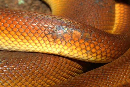 White-lipped Python (Leiopython albertisii) snake skin