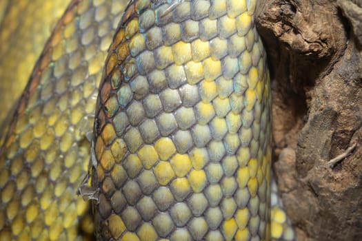 close up Moluccan Python snake skin
