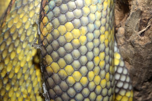 close up Moluccan Python snake skin