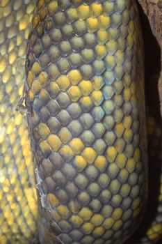 close up Moluccan Python snake skin