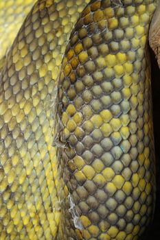 close up Moluccan Python snake skin