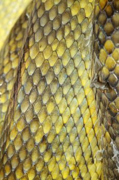 close up Moluccan Python snake skin