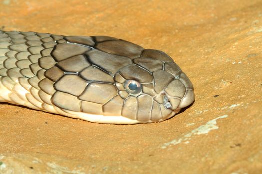 head shot king cobra snake on sand