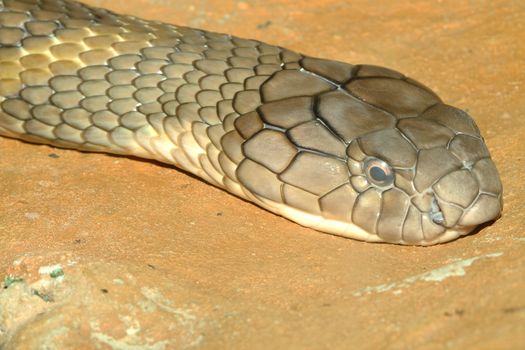 head shot king cobra snake on sand