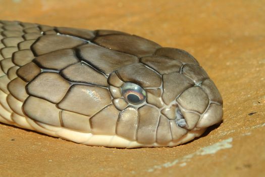 head shot king cobra snake on sand