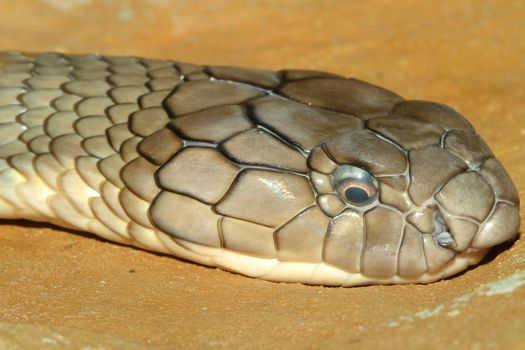 head shot king cobra snake on sand