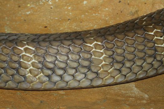 close up king cobra snake skin