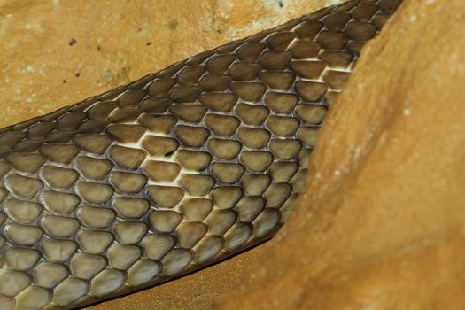 close up king cobra snake skin
