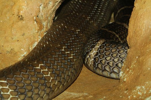 king cobra snake hidden in cave