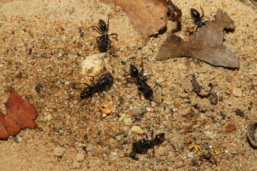 close up group black ant in forest