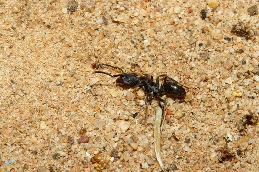 close up black ant dead on sand