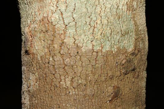 Tree bark texture in nature thailand