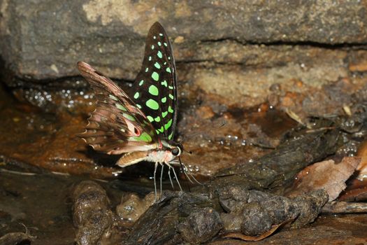 colorful butterfly in nature thailand