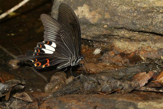 black butterfly in nature waterfall thailand