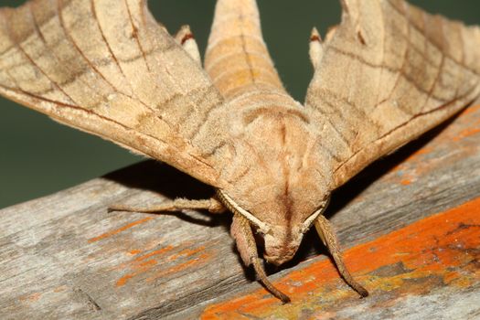 Close up of moth,night butterfly in thailand