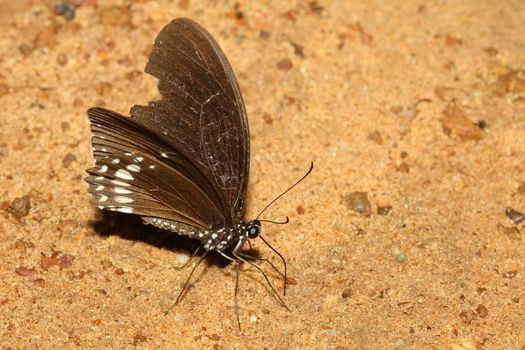 beautiful butterfly on the sand in thailand