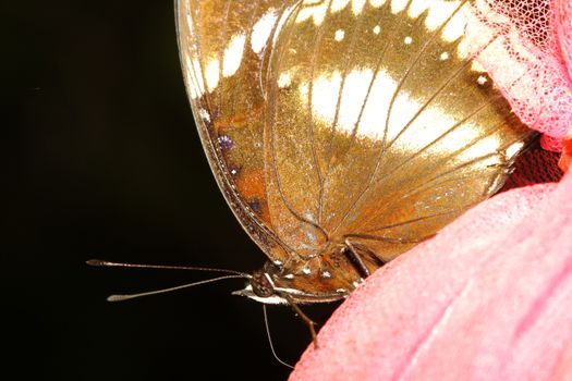 close up brown butterfly in garden ,thailand