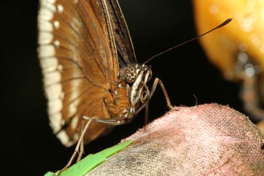 close up brown butterfly in garden ,thailand