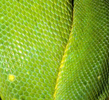 close up green tree python skin