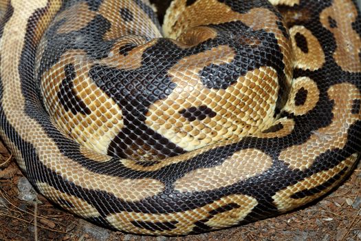 close up Ball python snake skin