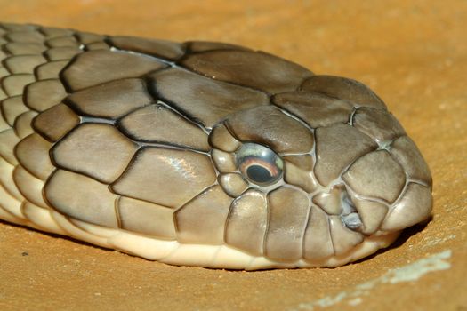 head shot king cobra snake on sand