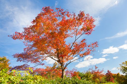 Beautiful red tree in fall with bright blue sky. 