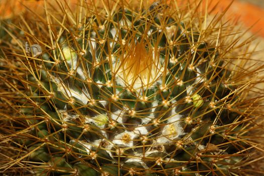 Close up of globe shaped cactus with long thorns in garden