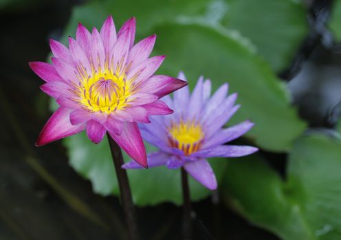 Pink and purple Lotus flower beautiful lotus