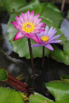 Pink and purple Lotus flower beautiful lotus