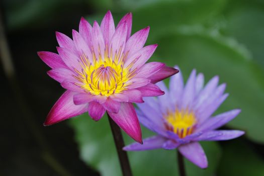 two Lotus flower and Lotus flower plants