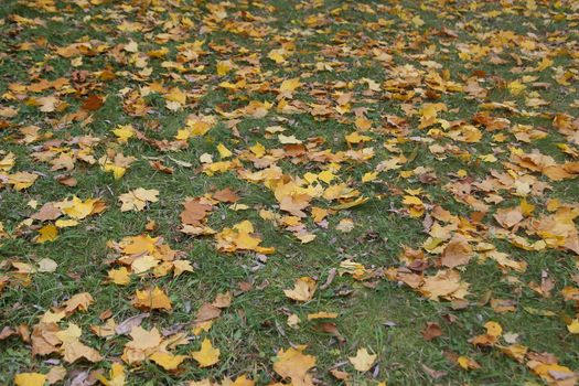 Autumn leaves fallen in garden