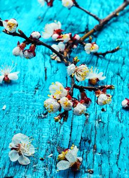 Branch of fragrant spring flowers are cherry blossoms on a bright blue background