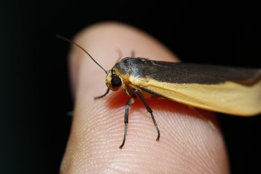 moth on finger