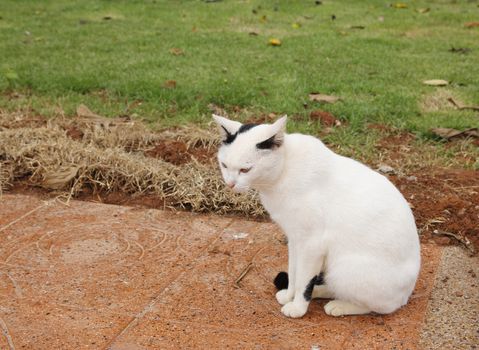 white cat in garden