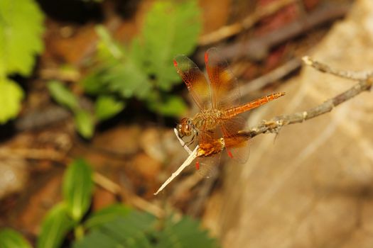orange dragonfly in garden thailand