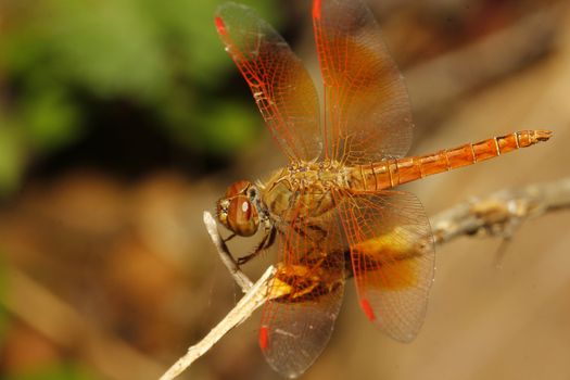 close up orange dragonfly in garden thailand