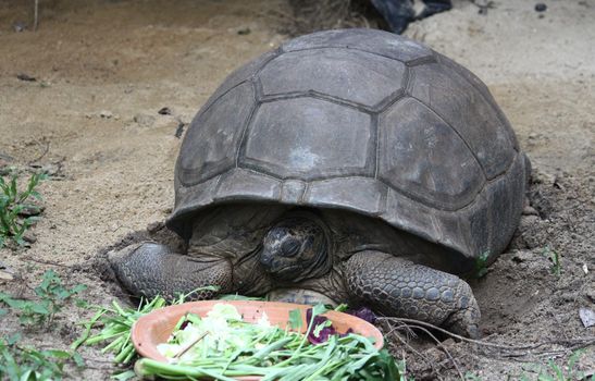 A giant Galapagos turtle sleeping 