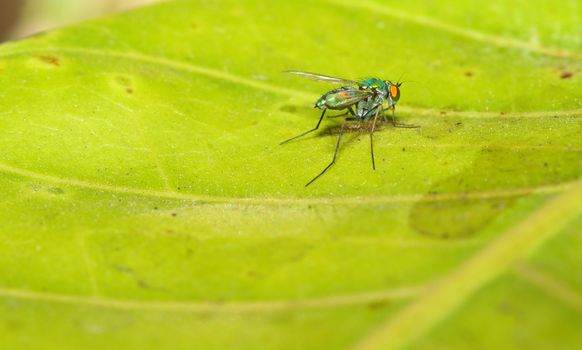green fly on leaf