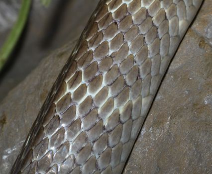 snake skin in the zoo bangkok,thailand