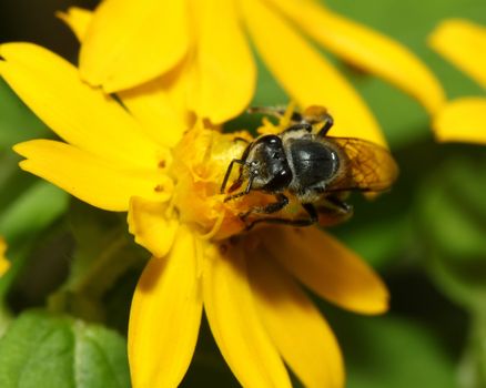 Bee in flower bee amazing,honeybee pollinated of yellow flower in thailand