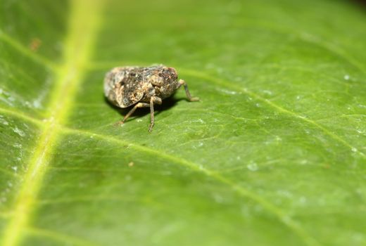 fly on leaf in garden