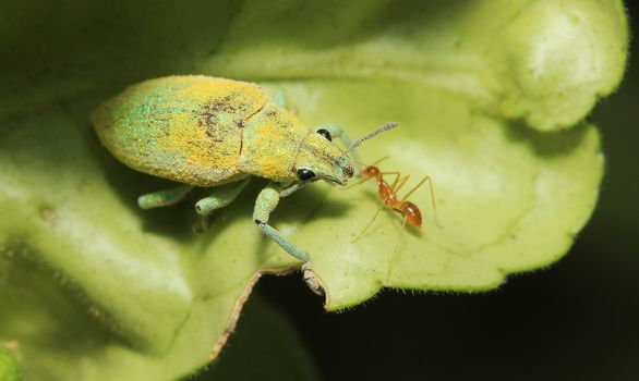 close up green weevil on leaf in garden thailand