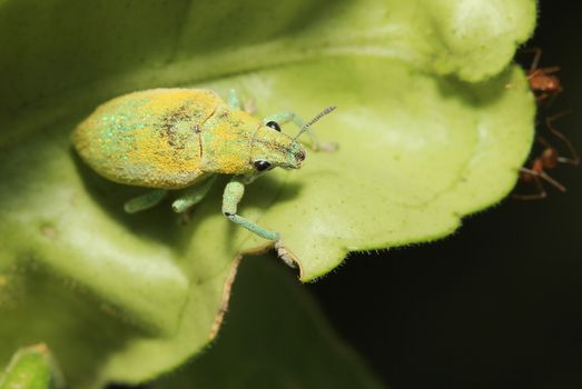 close up green weevil on leaf in garden thailand