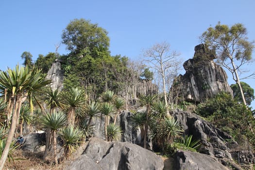 pine tree stand towering on the cliff in lushan,China