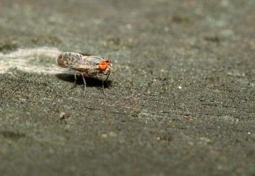 brown fly on wood back ground in garden