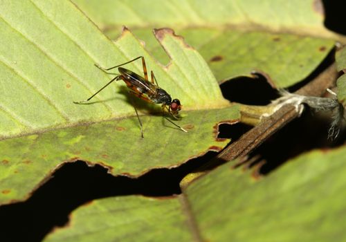 close up fly on leaf  in garden thailand