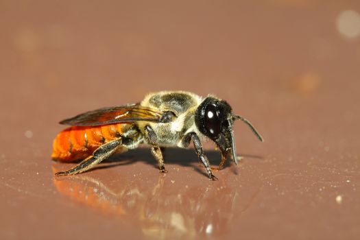 Bee on brown backgrounds