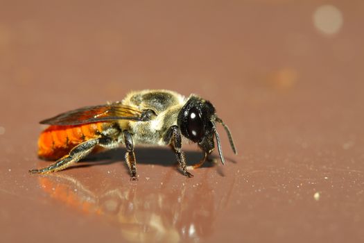 Bee on brown backgrounds