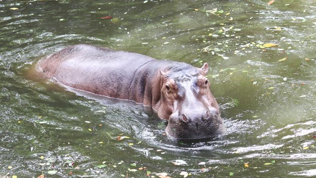 hippo swimming